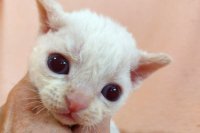 Red Hot Chili - Devon Rex kenel