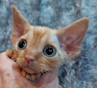 Red Hot Chili - Devon Rex kenel