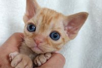 Red Hot Chili - Devon Rex kenel