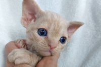 Red Hot Chili - Devon Rex kenel