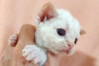 Red Hot Chili - Devon Rex kenel