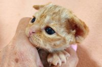 Red Hot Chili - Devon Rex kenel