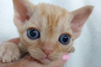 Red Hot Chili - Devon Rex kenel