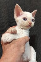 Red Hot Chili - Devon Rex kenel