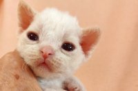 Red Hot Chili - Devon Rex kenel