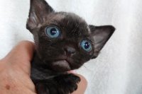 Red Hot Chili - Devon Rex kenel