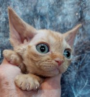 Red Hot Chili - Devon Rex kenel