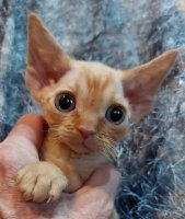 Red Hot Chili - Devon Rex kenel