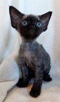 Red Hot Chili - Devon Rex kenel