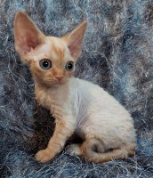 Red Hot Chili - Devon Rex kenel