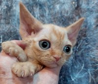 Red Hot Chili - Devon Rex kenel