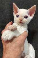 Red Hot Chili - Devon Rex kenel