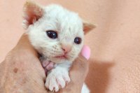 Red Hot Chili - Devon Rex kenel