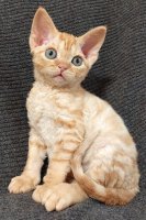 Red Hot Chili - Devon Rex kenel