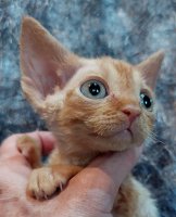 Red Hot Chili - Devon Rex kenel