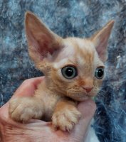 Red Hot Chili - Devon Rex kenel