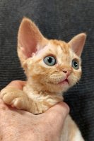 Red Hot Chili - Devon Rex kenel