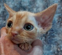 Red Hot Chili - Devon Rex kenel