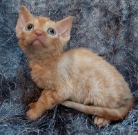 Red Hot Chili - Devon Rex kenel