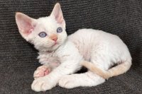 Red Hot Chili - Devon Rex kenel