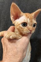 Red Hot Chili - Devon Rex kenel