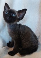 Red Hot Chili - Devon Rex kenel