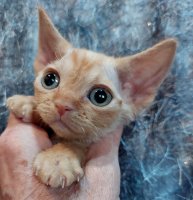 Red Hot Chili - Devon Rex kenel