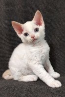 Red Hot Chili - Devon Rex kenel