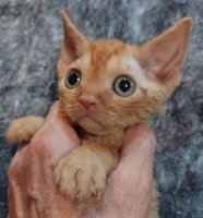 Red Hot Chili - Devon Rex kenel