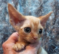 Red Hot Chili - Devon Rex kenel