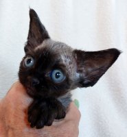 Red Hot Chili - Devon Rex kenel