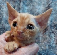 Red Hot Chili - Devon Rex kenel