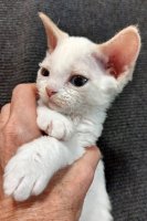 Red Hot Chili - Devon Rex kenel