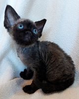 Red Hot Chili - Devon Rex kenel