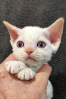 Red Hot Chili - Devon Rex kenel