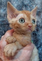 Red Hot Chili - Devon Rex kenel