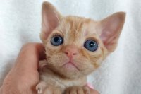 Red Hot Chili - Devon Rex kenel