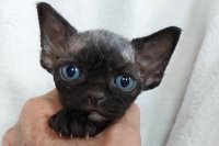 Red Hot Chili - Devon Rex kenel