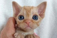 Red Hot Chili - Devon Rex kenel