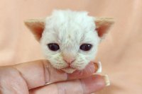 Red Hot Chili - Devon Rex kenel