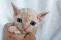 Red Hot Chili - Devon Rex kenel