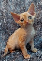 Red Hot Chili - Devon Rex kenel