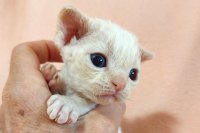 Red Hot Chili - Devon Rex kenel