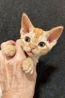 Red Hot Chili - Devon Rex kenel