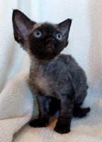 Red Hot Chili - Devon Rex kenel