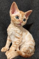 Red Hot Chili - Devon Rex kenel