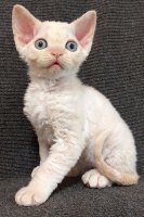 Red Hot Chili - Devon Rex kenel