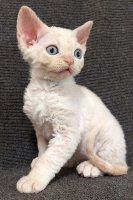 Red Hot Chili - Devon Rex kenel