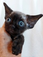 Red Hot Chili - Devon Rex kenel