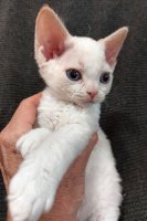 Red Hot Chili - Devon Rex kenel